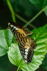 macro beautiful butterfly Parthenos sylvia