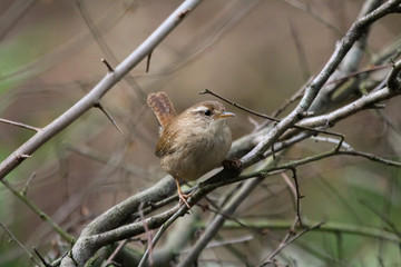 wren