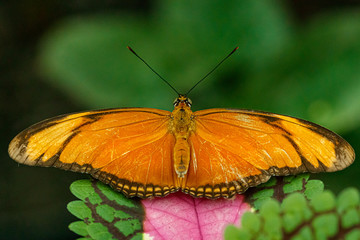 macro beautiful butterfly orange