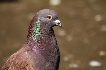 pigeon