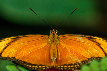 macro beautiful butterfly orange