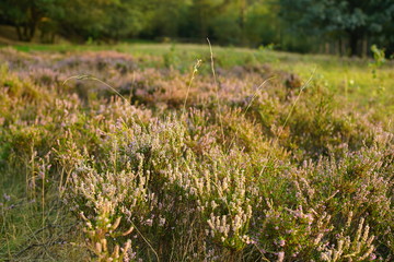 Heather landscape nature summer