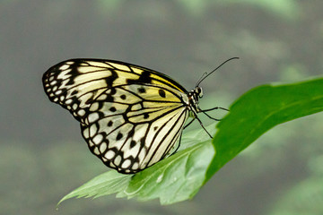 Fototapeta na wymiar macro beautiful butterfly Idea leuconoe