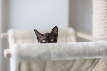 Cute kitten playing hide and seek