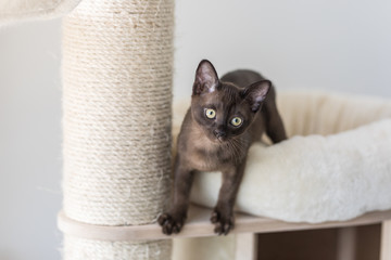 Kitten climbing on a cat tree. Purebred Burmese brown color.