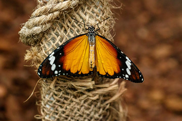 macro beautiful butterfly Danaus chrysippus