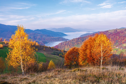 beautiful autumn rural landscape at sunrise. trees in fall colors on a grassy meadow in morning light. valley full of fog at the foot of distant ridge. sunny weather in mountains