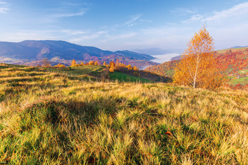 beautiful autumn rural landscape at sunrise. trees in fall colors on a grassy meadow in morning light. valley full of fog at the foot of distant ridge. sunny weather in mountains