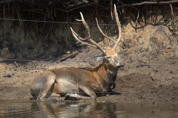 deer in the forest