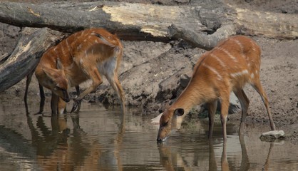 herd of fallow deer