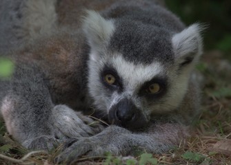 ring tailed lemur