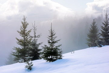 spruce forest in the morning. gorgeous winter scenery in foggy weather. trees on a snow covered hillside meadow. fluffy clouds on the blue sky. mysteriously glowing atmosphere