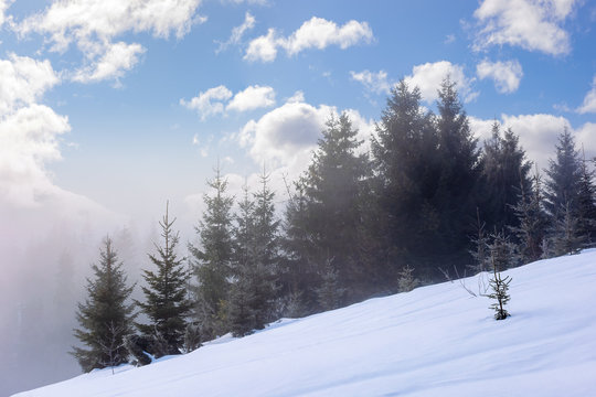 spruce forest in the morning. gorgeous winter scenery in foggy weather. trees on a snow covered hillside meadow. fluffy clouds on the blue sky. mysteriously glowing atmosphere