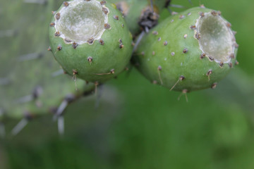 cactus and tunas