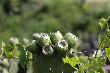 tunas growing on top of a cactus in México