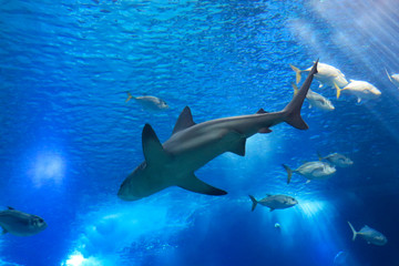 Shark swimming in ocean deep blue water. Underwater view