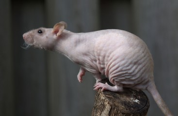 Obraz premium tame rat