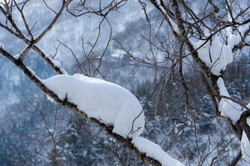 Snow on the branch in winter.