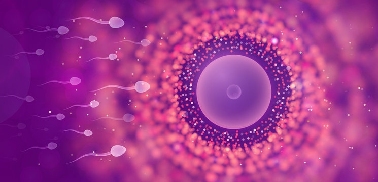 Natural fertilization. Sperm and egg vector illustration. Reproductive medicine health care pregnancy background. EPS 10
