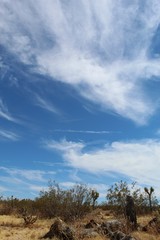 Obraz premium Clouds playfully coast over native Southern Mojave Desert plants of Joshua Tree National Park.