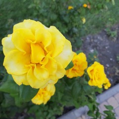 Buch of yellow roses in the garden