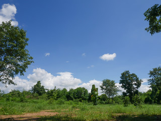 Obraz premium Small forests in rural areas, sky and white clouds