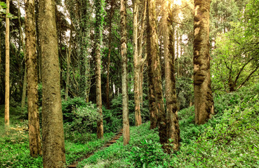 Beautiful forest with bright sun shining through the trees.