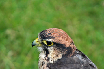 Hawk close up