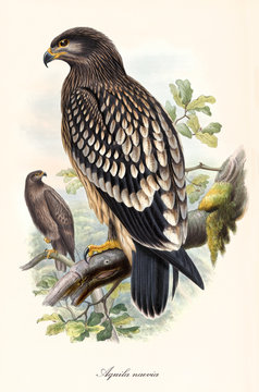 Single eagle viewed on its profile standing on a branch. Old detailed and colorful illustration of Greater Spotted Eagle (Clanga clanga). By John Gould, London 1862 - 1873