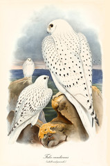 Back view of two birds of prey on a rock near the sea. Birds have white feathers with black dots. Old illustration of Gyrfalcon (Falco rusticolus) adult and young. By John Gould, London 1862 - 1873