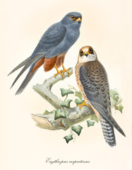 Two little birds of prey looking to us on a branch. Old detailed and colorful illustration of Red-footed Falcon (Falco vespertinus). Isolated composition by John Gould publ. In London 1862 - 1873 - 286003290