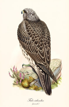 Back view of a bird of prey standing on a stone. Old colorful and detailed isolated illustration of Gyrfalcon (Falco rusticolus) juvenile. By John Gould publ. In London 1862 - 1873