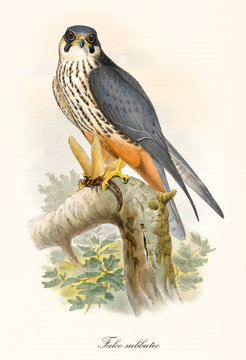 Little bird of prey on a branch after the hunting. Old colorful and detailed illustration of Eurasian Hobby (Falco subbuteo). By John Gould publ. In London 1862 - 1873
