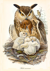 Eagle owl in its nest fooding its children with a little brown rabbit. Old colorful and detailed illustration of Eurasian Eagle-Owl (Bubo bubo). By John Gould publ. In London 1862 - 1873