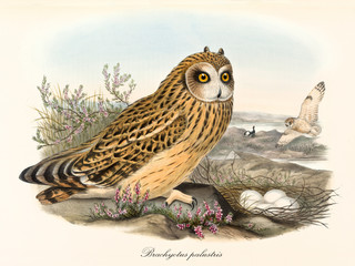 Owl with orange feather with black dots stands close to its nest with eggs inside. Old colorful and detailed illustration of Short-Eared Owl (Asio flammeus). By John Gould publ. In London 1862 - 1873