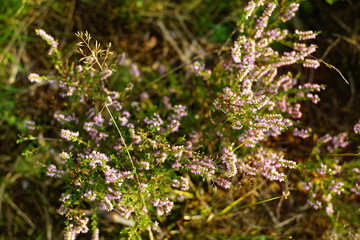 Heather landscape nature summer