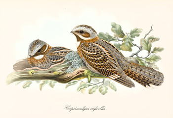Couple of birds with various shade of brown in their feathering standing on a branch. Old illustration of Red-necked Nightjar (Caprimulgus ruficollis). By John Gould publ. In London 1862 - 1873