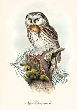 Owl with white feather and brown dots stands on bark with a prey in its mouth. Old colorful and detailed illustration of Boreal Owl (Aegolius funereus). By John Gould publ. In London 1862 - 1873