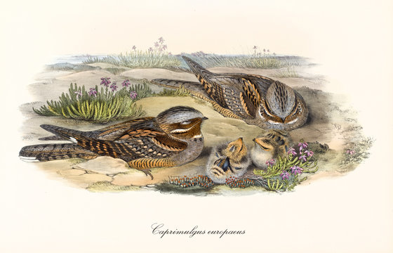 Family of brownish birds standing in the ground. Old illustration of European Nightjar (Caprimulgus europaeus). By John Gould publ. In London 1862 - 1873