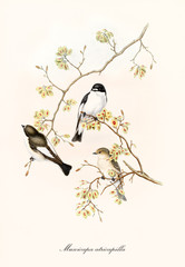 Three little cute birds on a single thin branch isolated on white background. Old illustration of European Pied Flycatcher  (Ficedula hypoleuca). By John Gould publ. In London 1862 - 1873 - 286003620