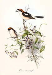 Two little cute birds watching all around standing on a single branch. Old botanical and detailed illustration of Woodchat Shrike (Lanius senator). By John Gould publ. In London 1862 - 1873