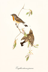 Two little cute robin on a single isolated thin branch on white background. Old faunal illustration of Red-breasted Flycatcher (Ficedula parva). By John Gould publ. In London 1862 - 1873 - 286003650
