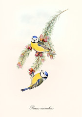 Two little blue and yellow cute birds on a thin isolated pine branch. Old colorful and detailed illustration of Eurasian Blue Tit (Cyanistes caeruleus). By John Gould publ. In London 1862 - 1873