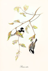 Two little cute birds on a botanical composition with a thin branch with leaves. Old colorful and detailed illustration of Coal Tit (Periparus ater). By John Gould publ. In London 1862 - 1873 © Mannaggia