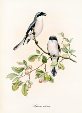 Couple of white and bluish birds on a single isolated branch rich of leaves and berries. Old colorful illustration of Lesser Grey Shrike (Lanius minor). By John Gould publ. In London 1862 - 1873