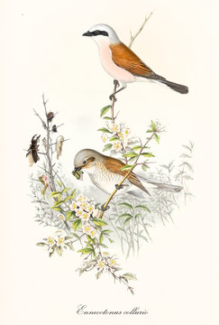 Couple of white and orange birds eating insects on a little single branch. Old colorful and detailed illustration of Red-backed Shrike (Lanius collurio). By John Gould publ. In London 1862 - 1873