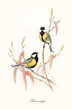 Two little yellow and black cute birds on a single thin branch with buds and flowers. Old detailed floreal illustration of Great Tit (Parus major). By John Gould publ. In London 1862 - 1873