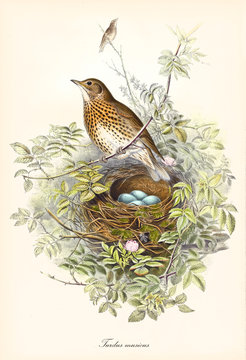 Bird standing in the vegetation close to his eggs in the nest to protect them. Old detailed and colorful illustration of Song Thrush (Turdus philomelos). By John Gould publ. In London 1862 - 1873