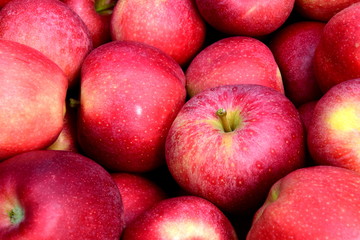 Fototapeta na wymiar Viele rote reife Äpfel - Apfelernte - Erntezeit in Südtirol
