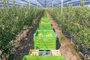 Golden Delicious apples in big green boxes 300 kg on the trailers in an apple orchard